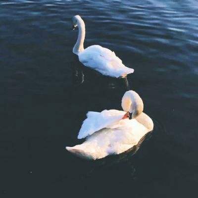 开元ky888vipapp下载